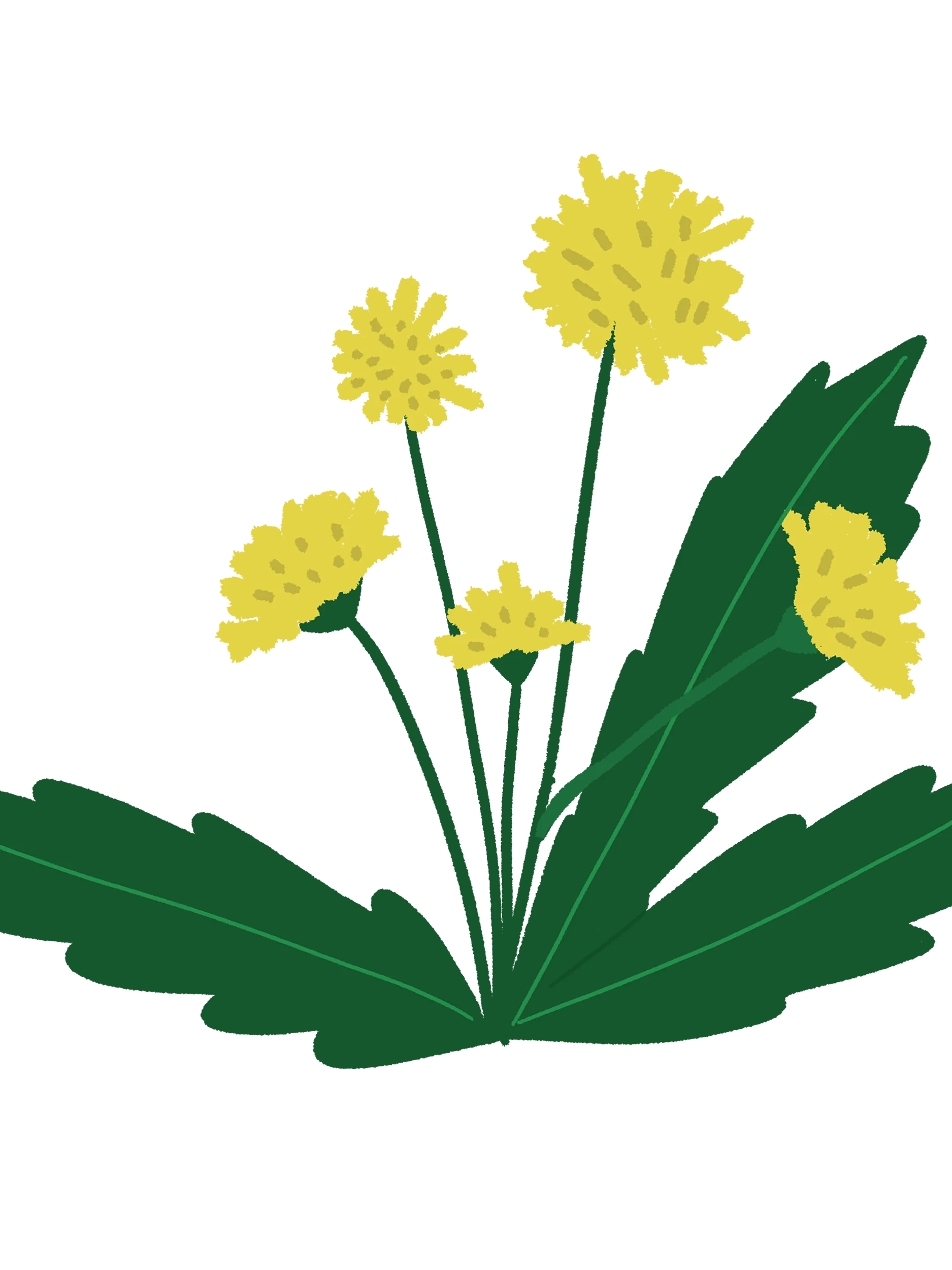 20 Hand-Drawn Flower & Botanical PNG Clipart Bundle product image (10)