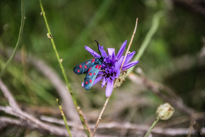 Fine Art - Zygaena, the Toxic Rockstar product image (1)