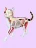 Calico Cat Anatomy Model with Detachable Organs (28 Parts)