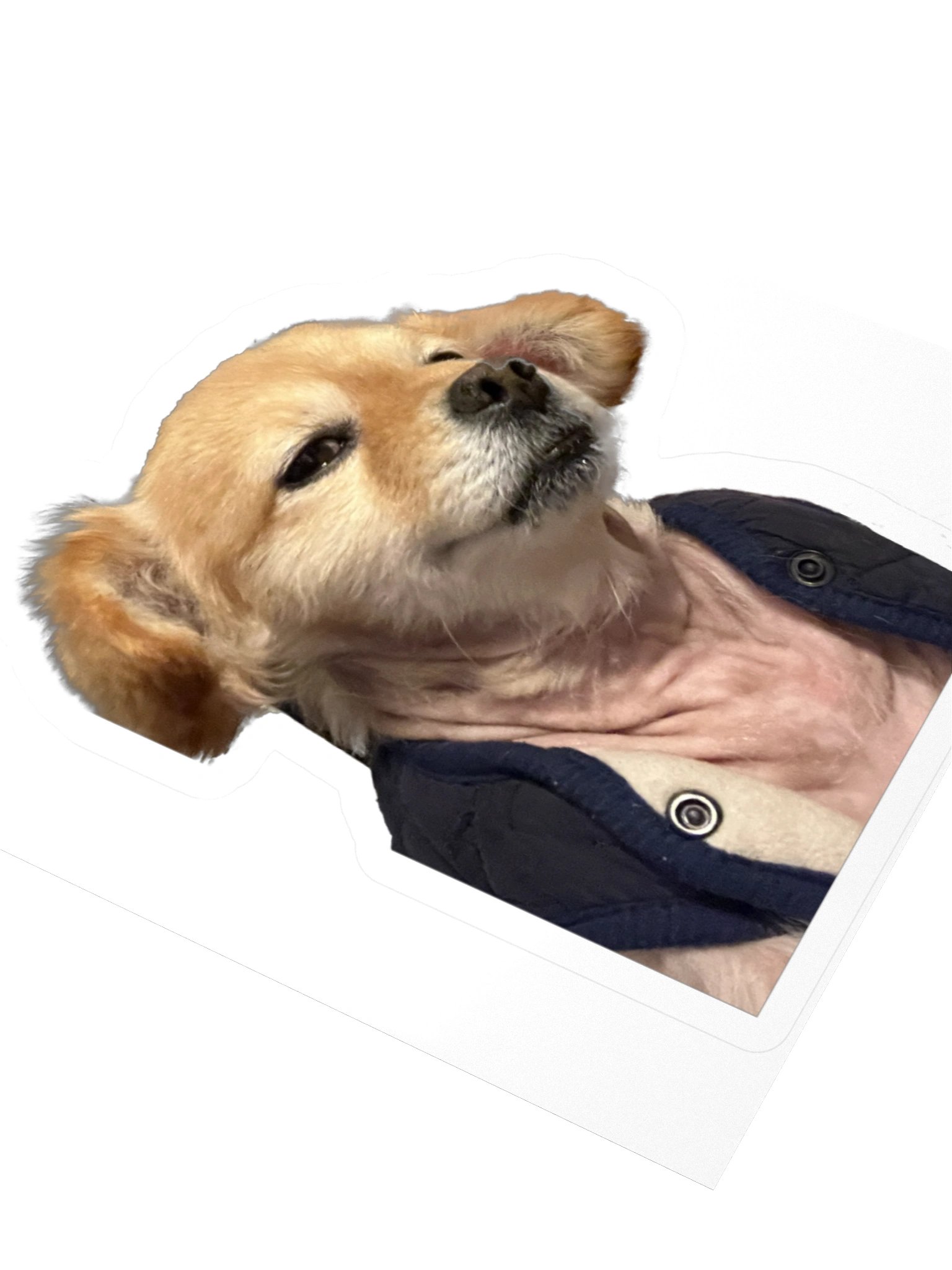 You Sly Dog product image (8)