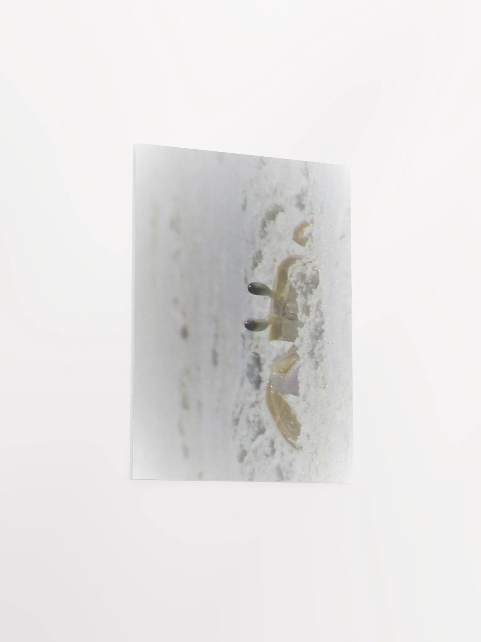 Beach Crab product image (19)