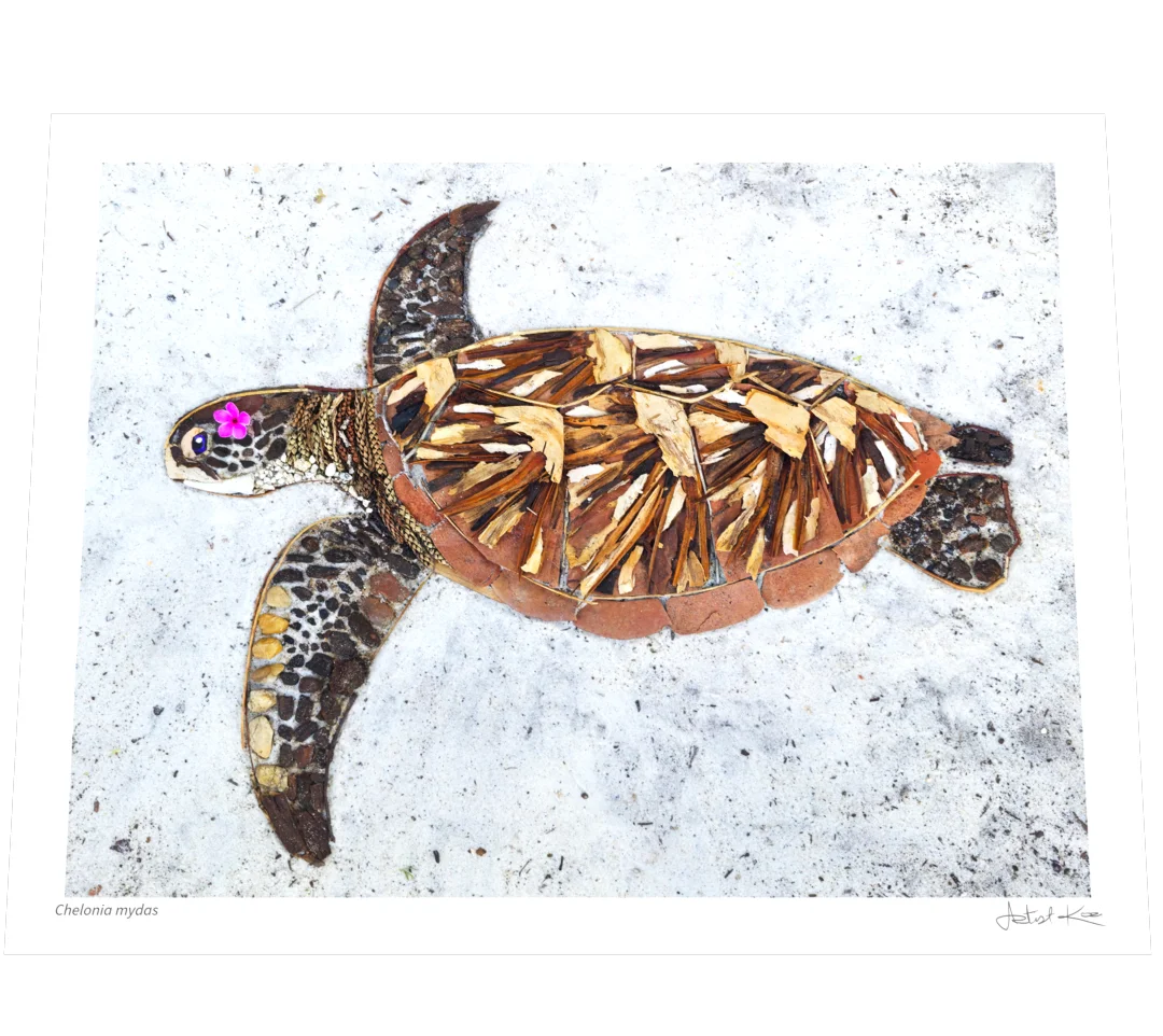 CHELONIA MYDAS | Nature Art Print - Ends June 23 product image (4)