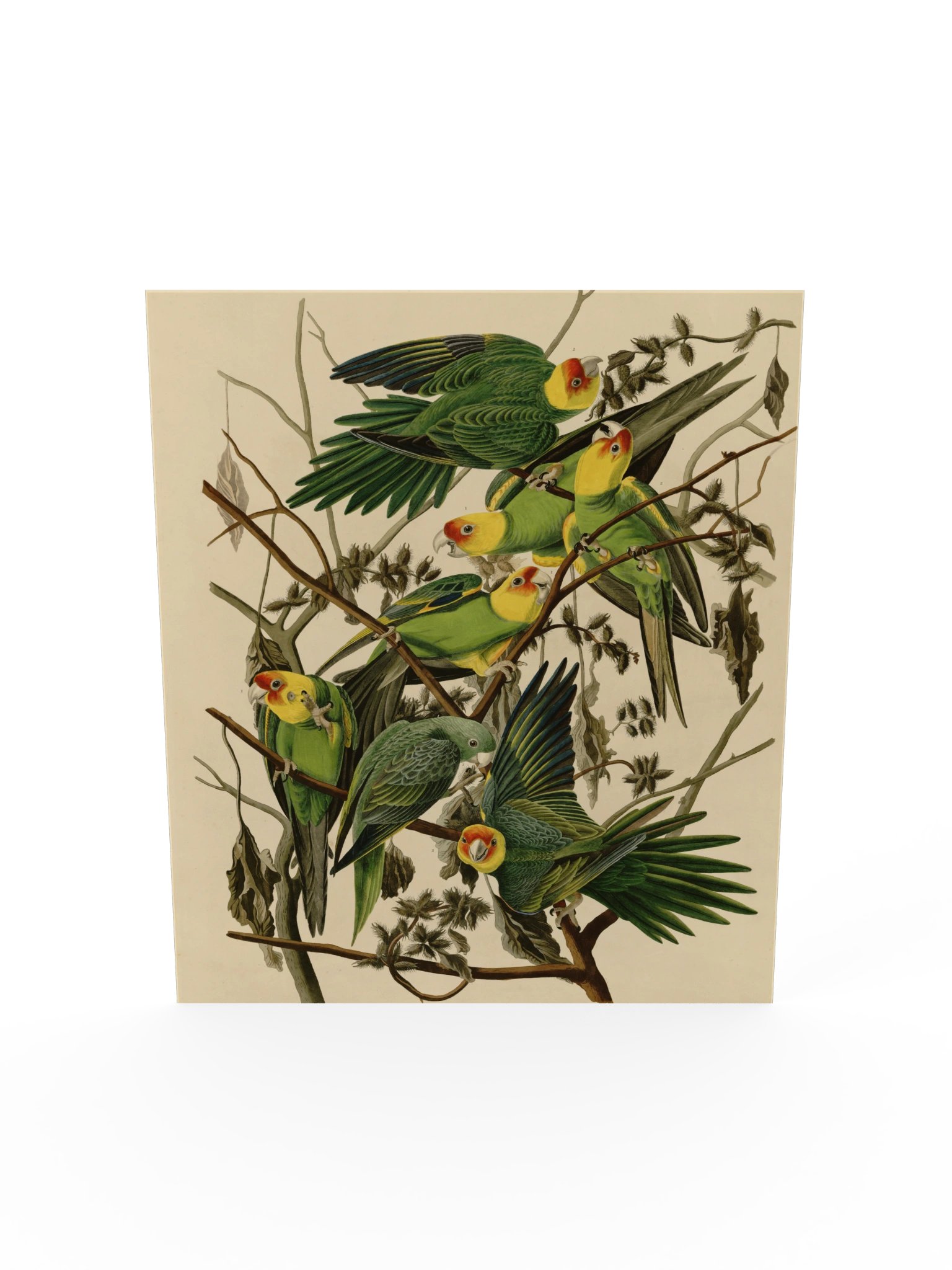 Carolina Parrot, Plate 26 – Audubon Poster product image (5)