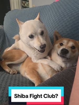 It's at times like this, I have to wonder what they're saying #sillypets #shibainu #deku #rumi 