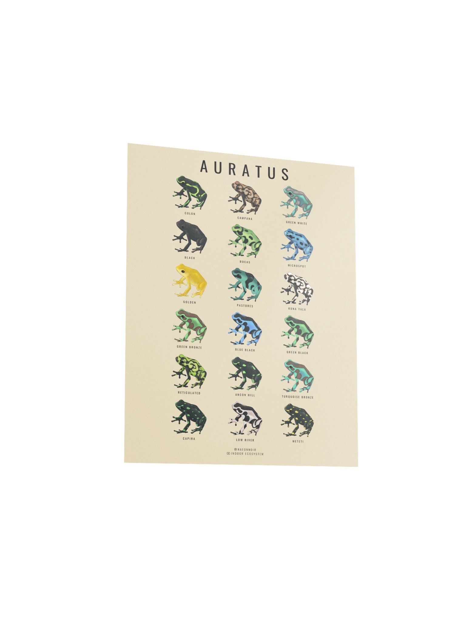 AURATUS DART FROG POSTER (CREAM) product image (3)