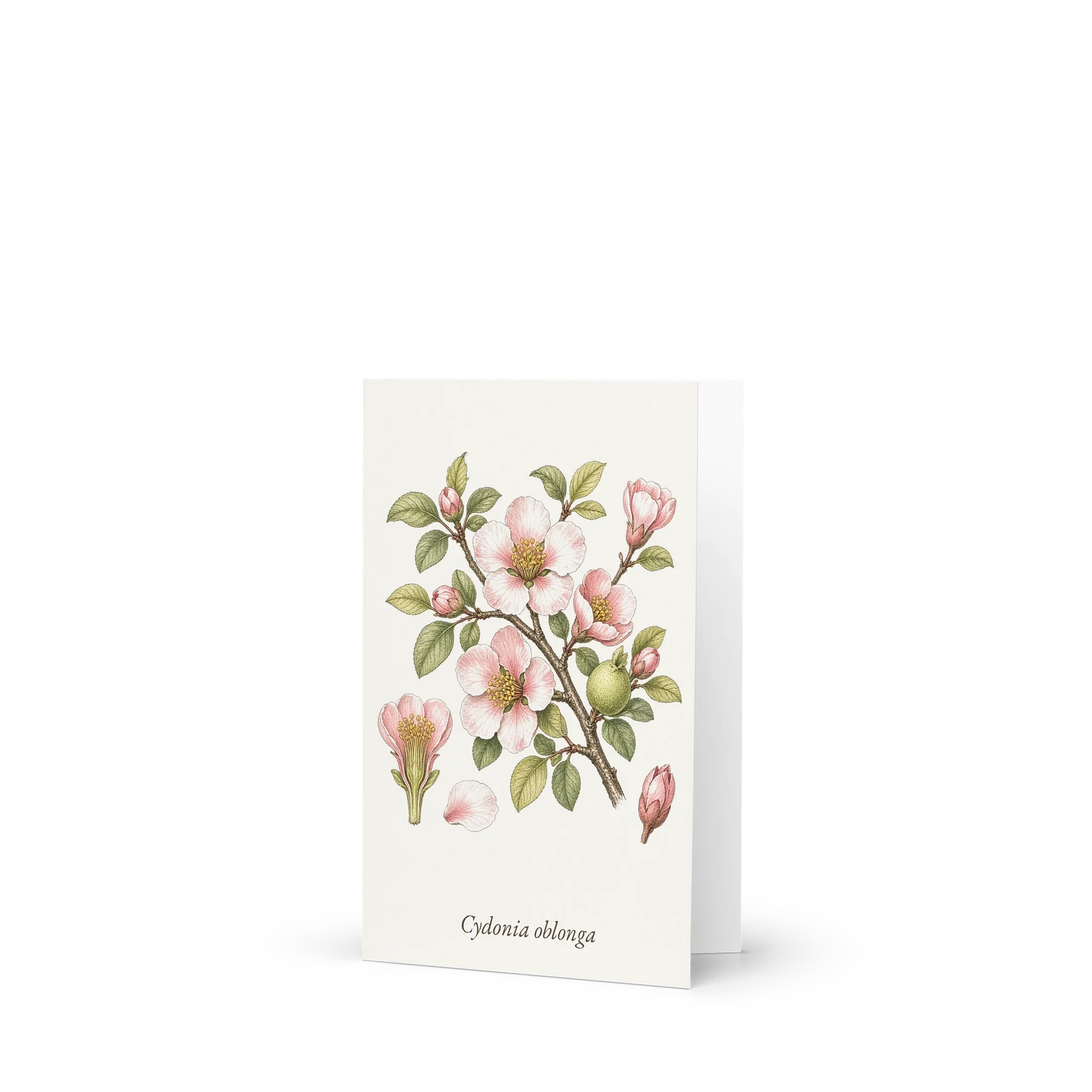 Vintage Botanical Quince Blossom Greeting Card product image (1)