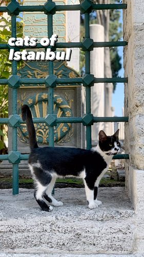 SO. MANY. CATS.
*
*
*
#istanbul #turkey #visitistanbul #visitturkey #igtravel #travel #wanderlust