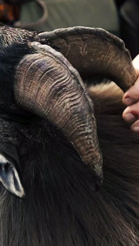 Bull Tahr appreciation 🏔

King of the Mountain and the pinnacle of hunting in New Zealand 🇳🇿 

New Zealand’s south island is ...