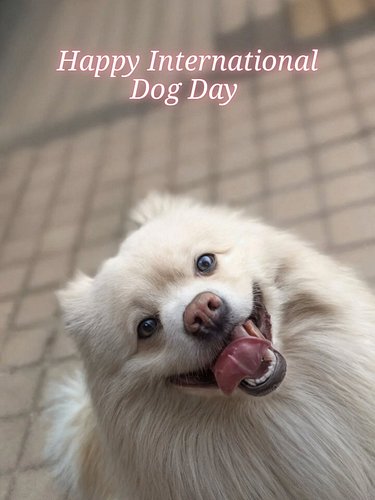 🐾 Happy International Dog Day 🐶

Today we celebrate that unconditional love that walks on four legs, wags its tail when it se...
