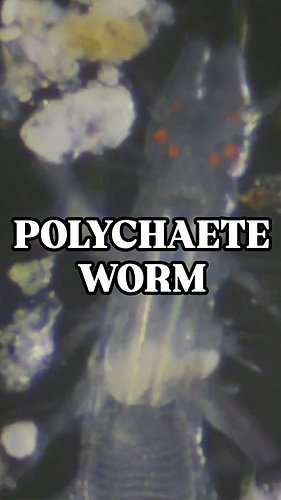 Sample came straight from Zebes 👾

#polychaete #worm #worms #microscopy #microorganisms