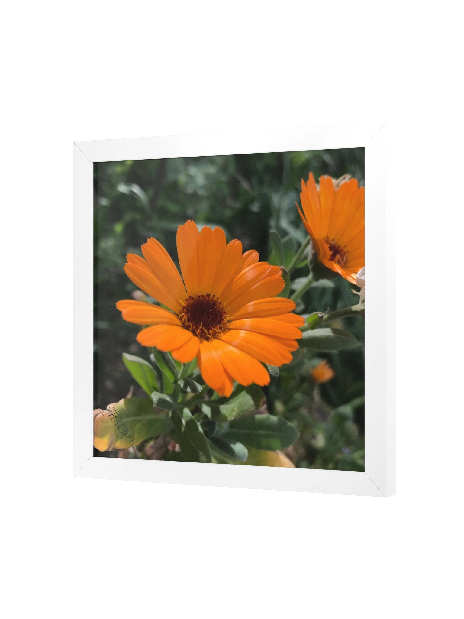 Calendula – Square Matte Poster product image (2)