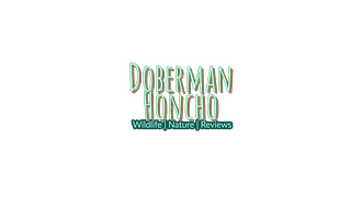 Doberman Honcho
