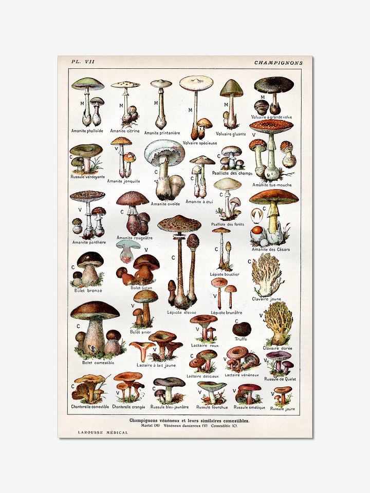Larousse Champignons Poster product image (1)