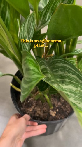 If you feel unlucky, maybe this plant can help! 

And if you’d like to learn more about Aglaonemas as well as others, listen ...