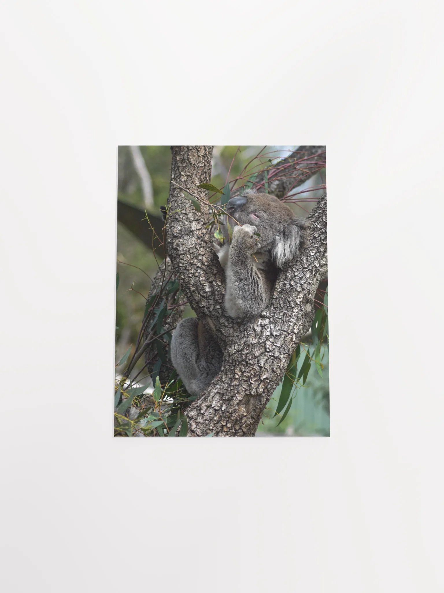Koala product image (4)
