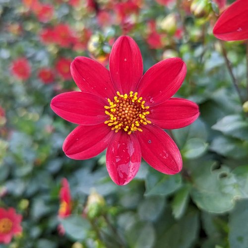 #googlepixel6series #googlepixelphotography #googlepixel6pro #googlepixel #pixel6pro #pixel6prophotography #photography #park...