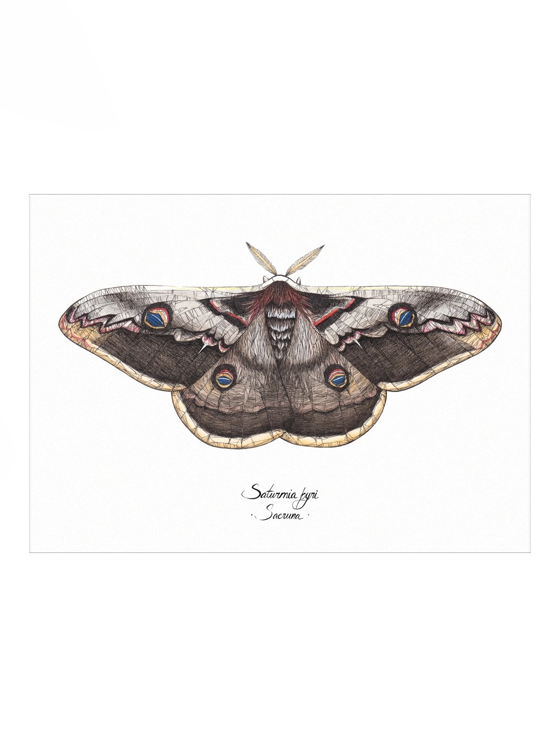 Saturnia Pyri • Print product image (1)