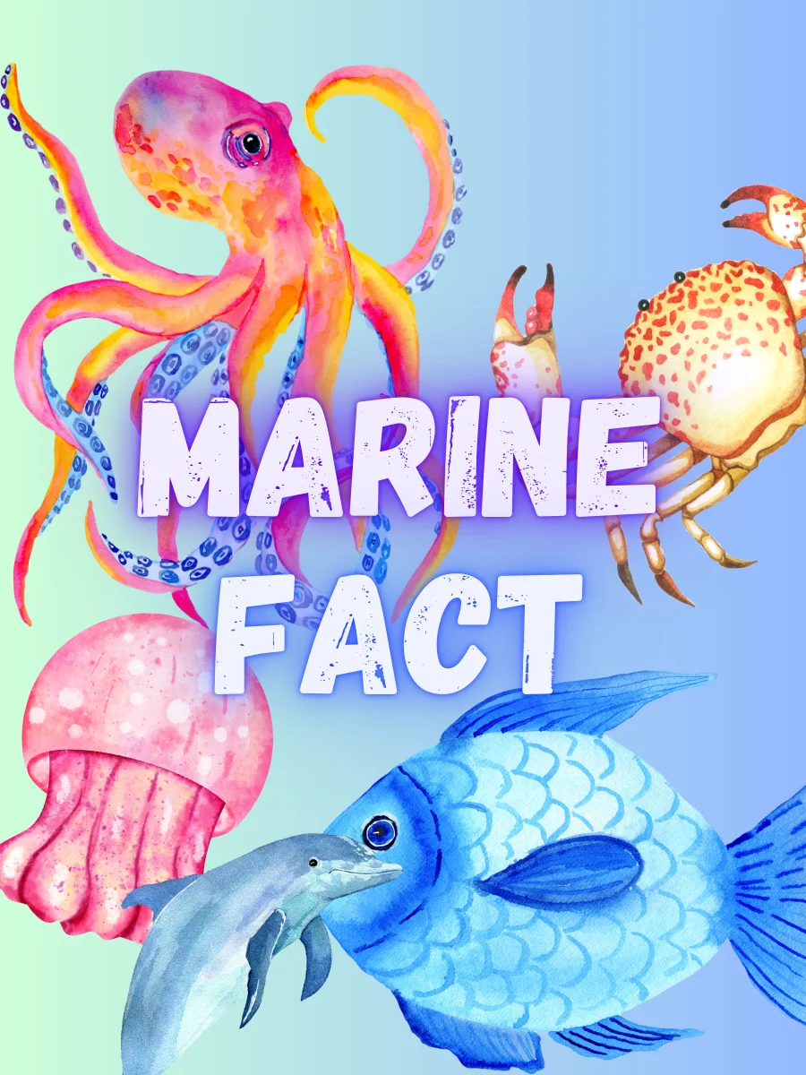 July Marine Fact Sponsor 2026 product image (1)