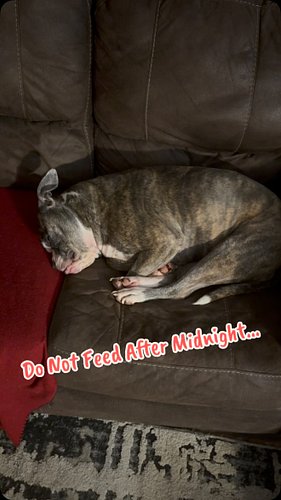 Ripley chilling in my spot on the couch while I played some Fortnite with my brother. #sxemonster #americanbulldog #dog #dogs...