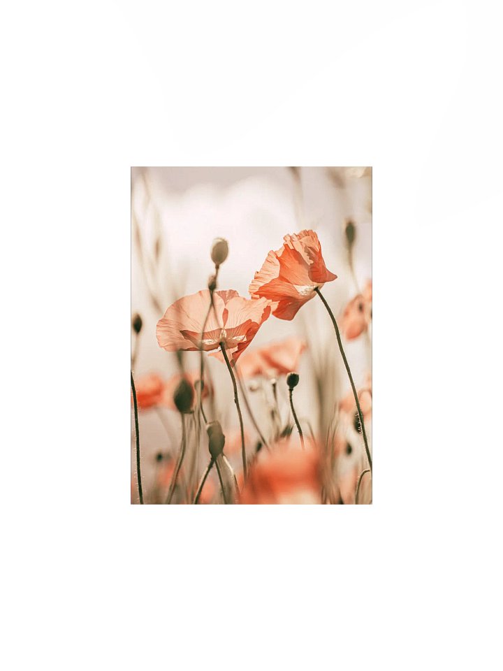 Translucent Poppy Whispers Poster product image (4)
