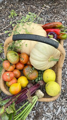 This Fall #harvest includes winter squash, lemons, mint, cucamelons, tomatoes, peppers, and beets from my #backyardgarden #gr...