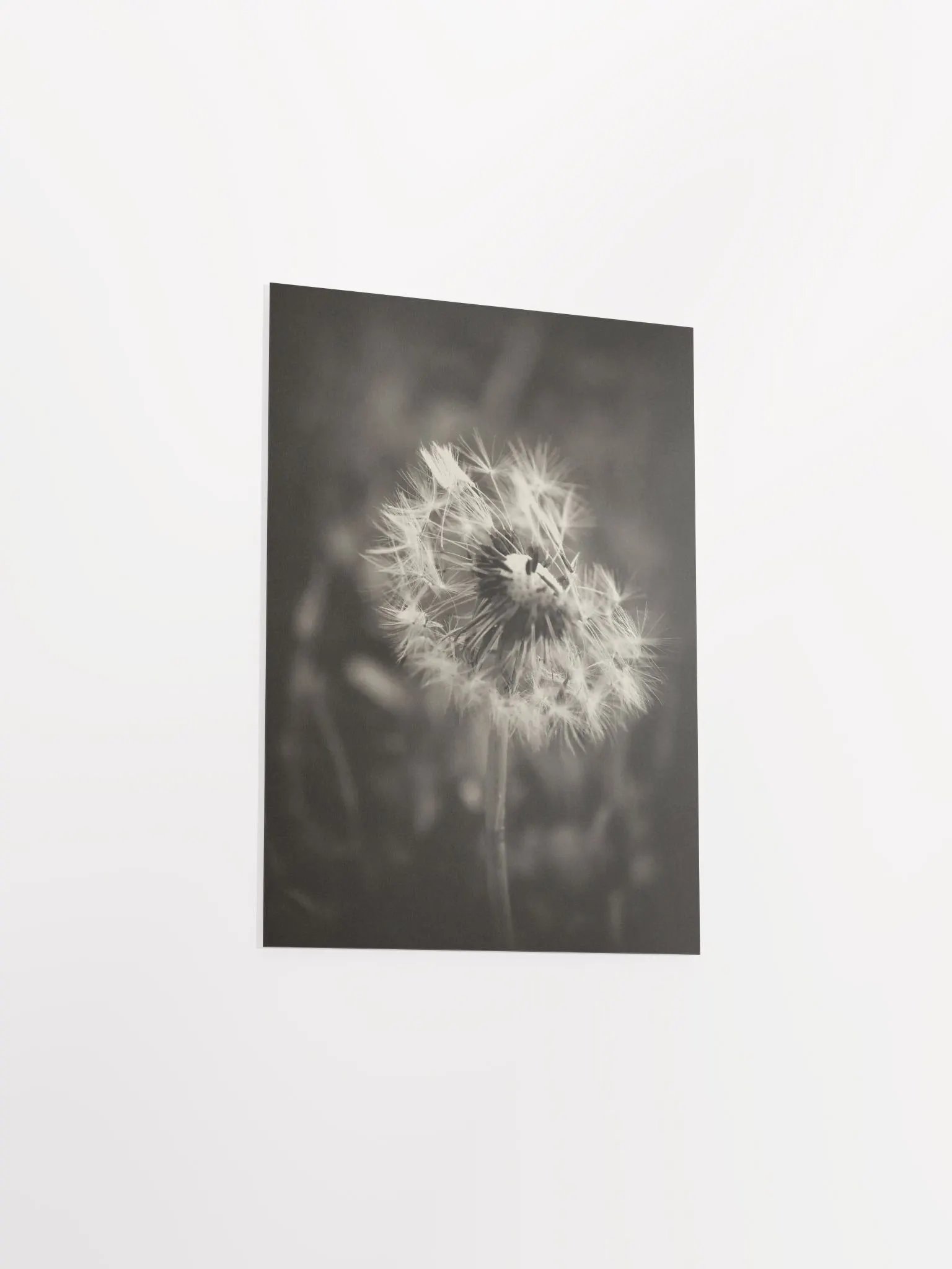 Dandelion product image (19)
