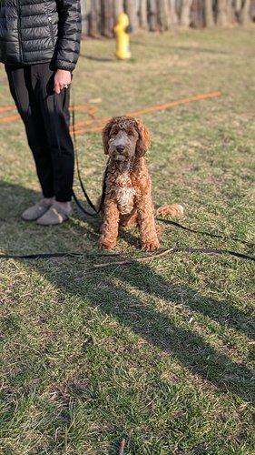 Throw back to Session 7 with Simcoe and he’s showing off some seriously impressive Impulse Control skills!

Here, Simcoe is i...