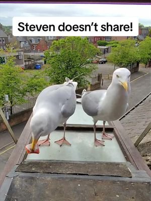 Day 1969 of trying to teach my pet seagulls how to share… we’ll get there one day 😂 #fyp #foryou #seagulls #birds #feedingsteven