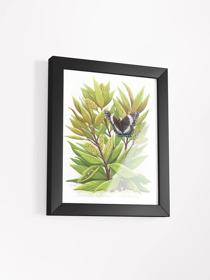 White Admiral Butterfly product image (20)