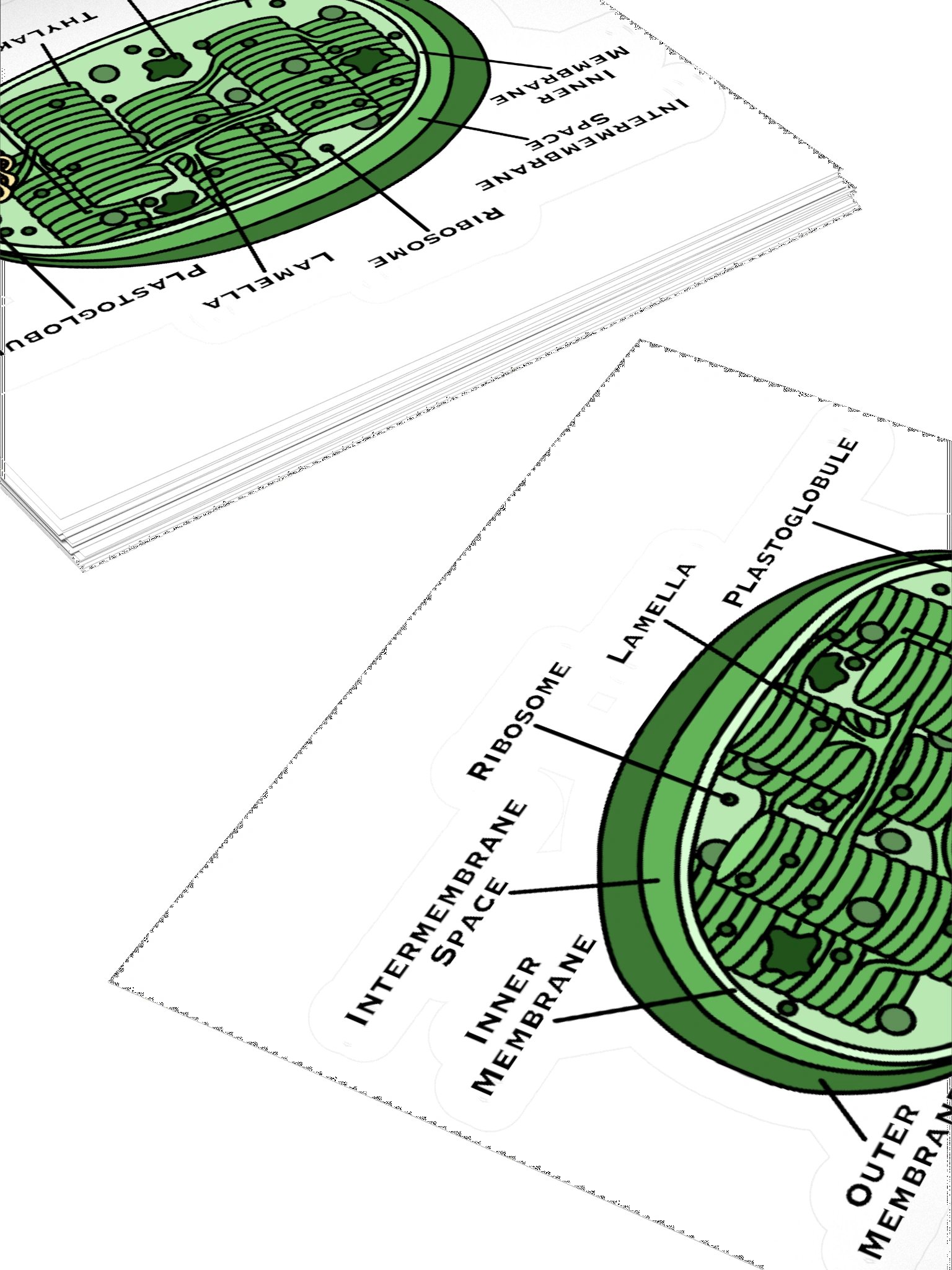 Chloroplast Diagram Kiss Cut Sticker product image (4)