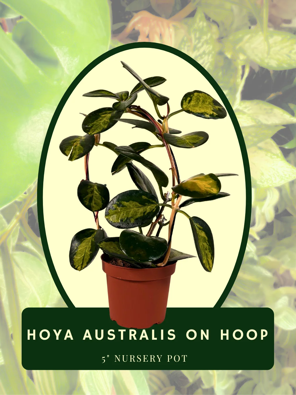 Hoya Australis on Hoop product image (1)