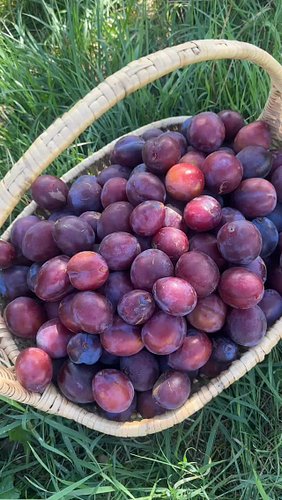 We get plums. Monsieur Phillipe gets cod