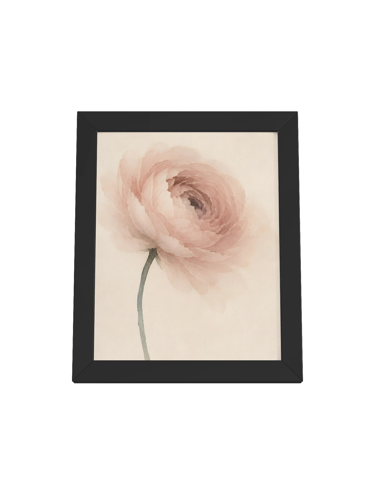 Pale Ranunculus product image (3)