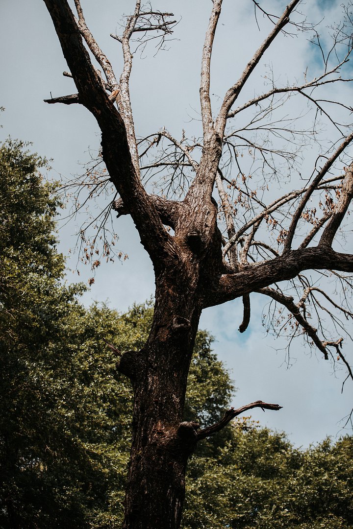 Broken branches product image (1)