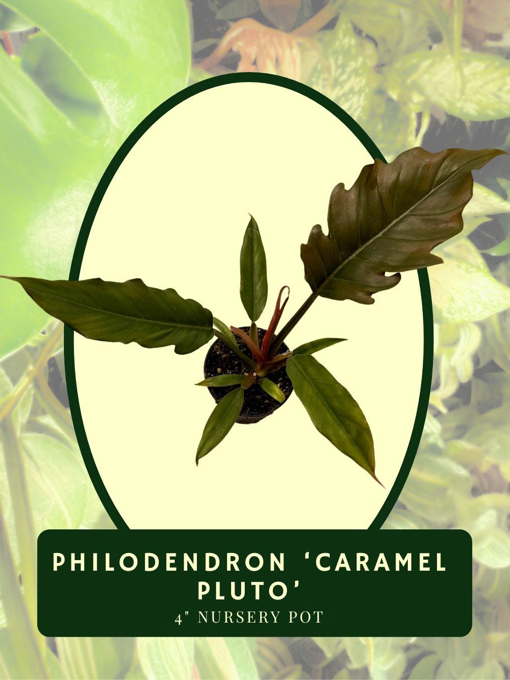 Philodendron Caramel Pluto product image (2)