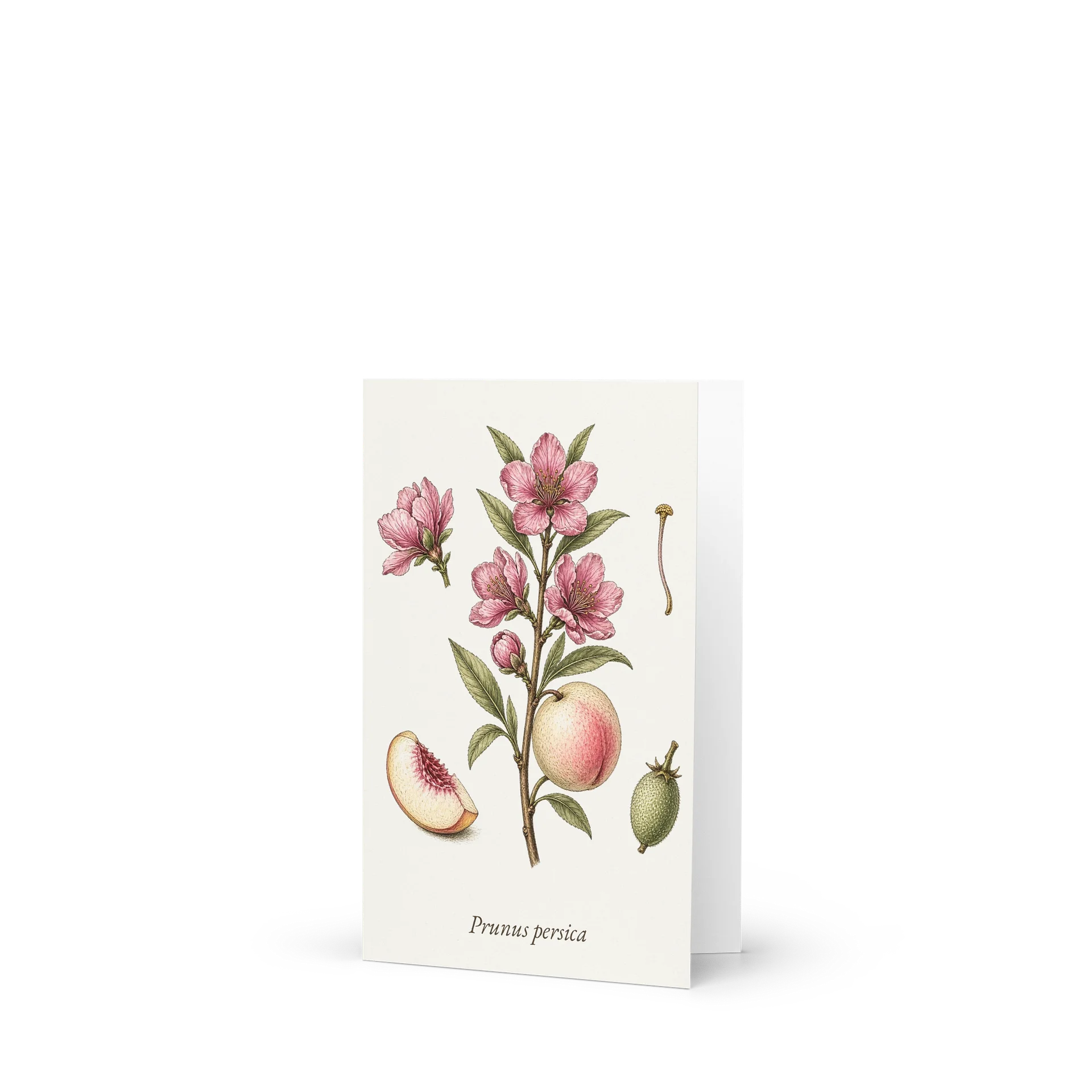 Vintage Botanical Peach Blossom Greeting Card product image (1)