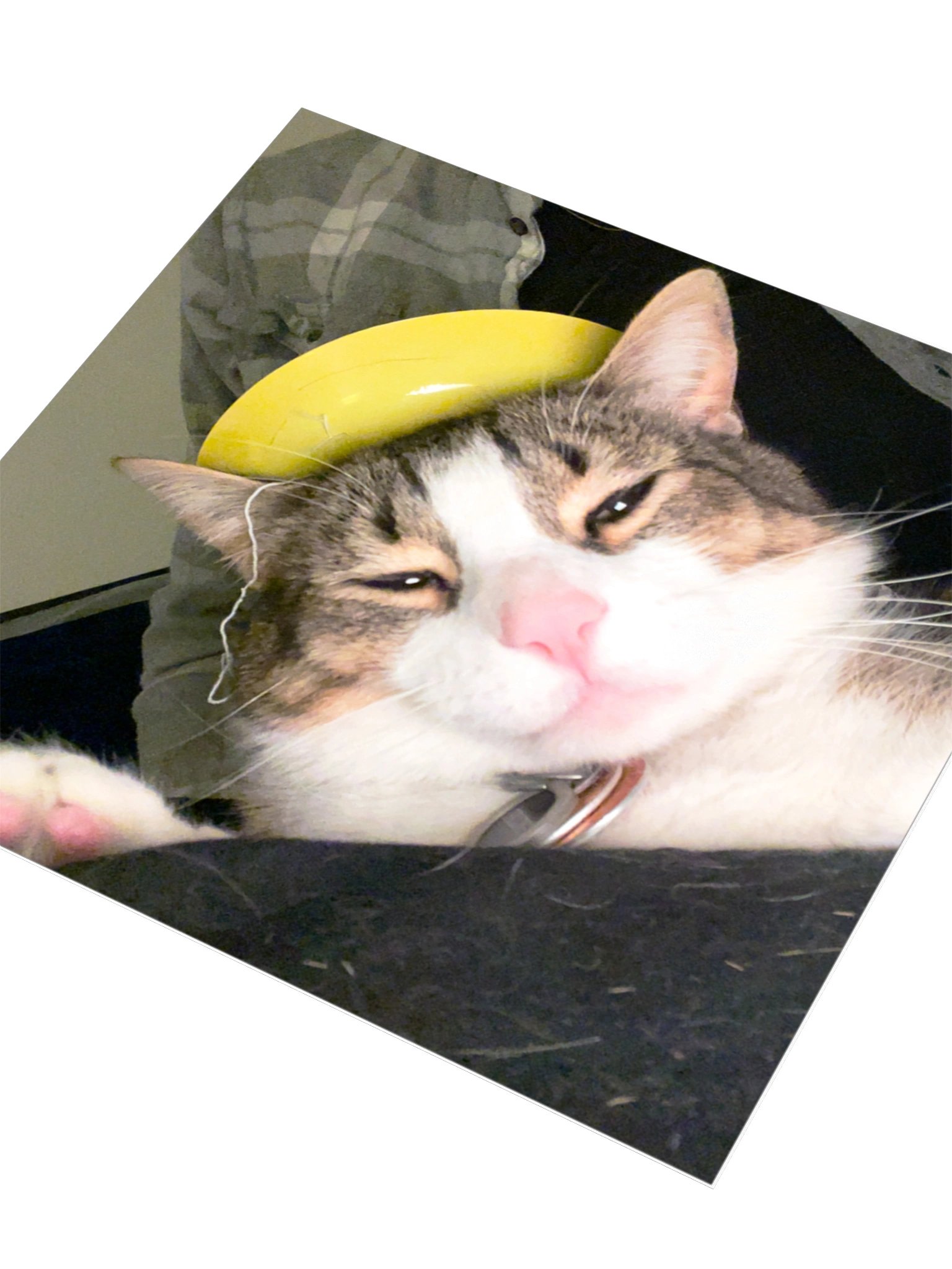 Gatito King product image (6)