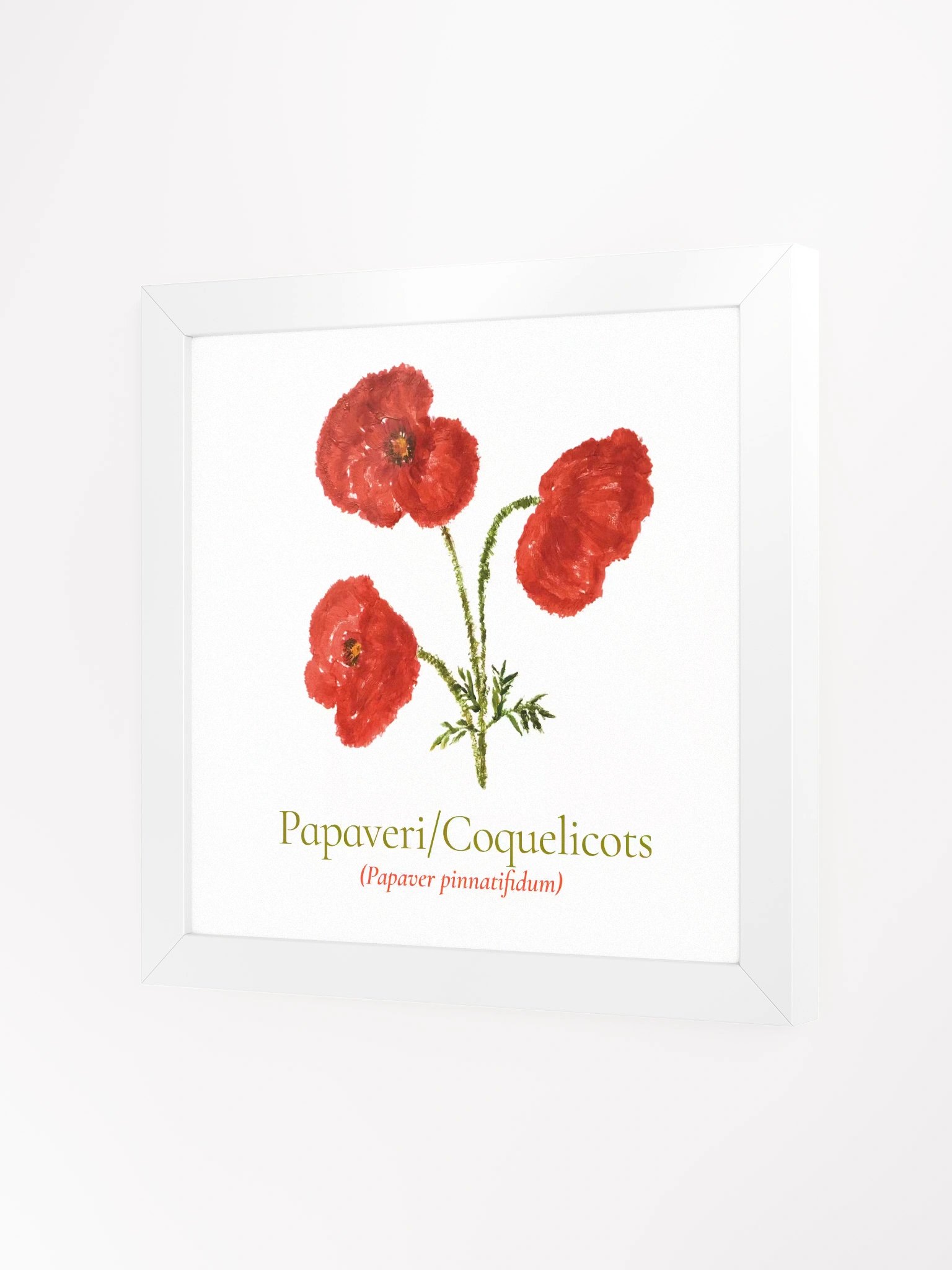 Papaveri Botanicus Frame product image (4)