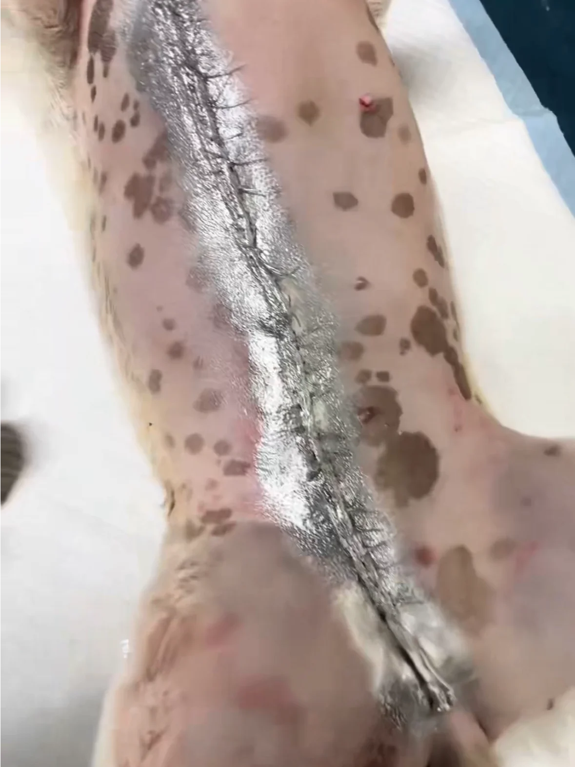 Aluminum Wound Spray Bandage product image (3)