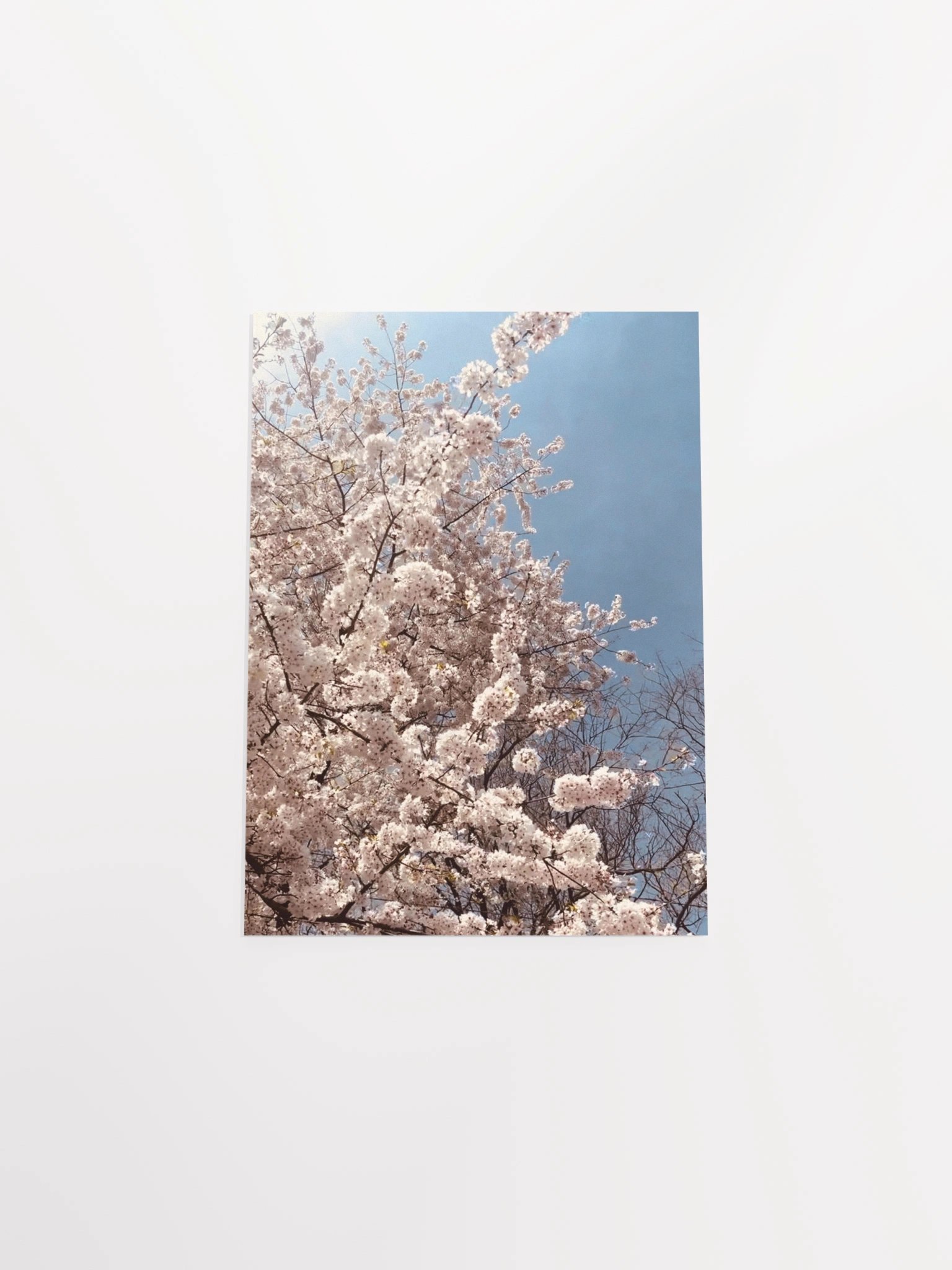 Primavera - Enhanced Matte Paper Poster product image (16)