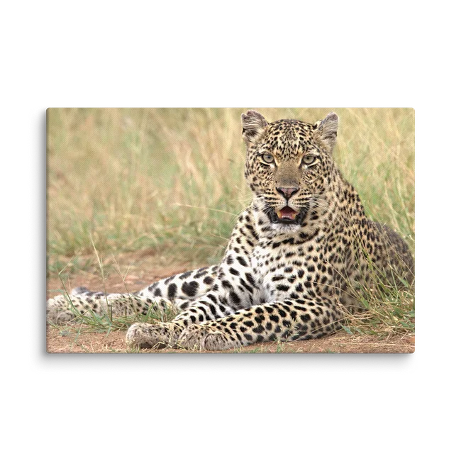 Big Cats