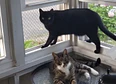 Black Cat's tag thumbnail