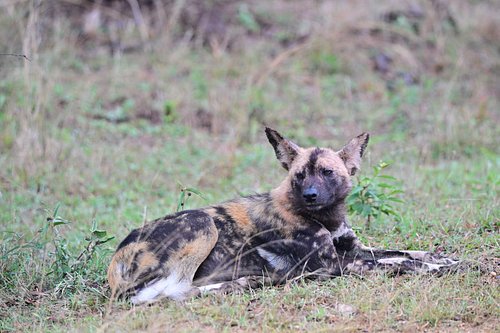 African wild dogs in Kruger. One of the rarest sightings you can get out here.

They are one of the most endangered carnivore...