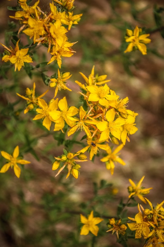 Fine Art - Golden Remedy & The Hidden Curse product image (1)