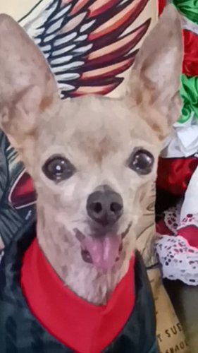Frank Proves Mexico Won the World Cup

Frank has taken over Mel’s Angels social media to deliver his official version of the ...