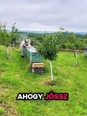 Haladunk tovább az előkészületekkel.  Már majdnem készen all minden a rajok létrehozásához és anyásitásához… még pár nap! #méheszet #precíziósméhészet #méhanyanevelés #buckfast #méhanya 