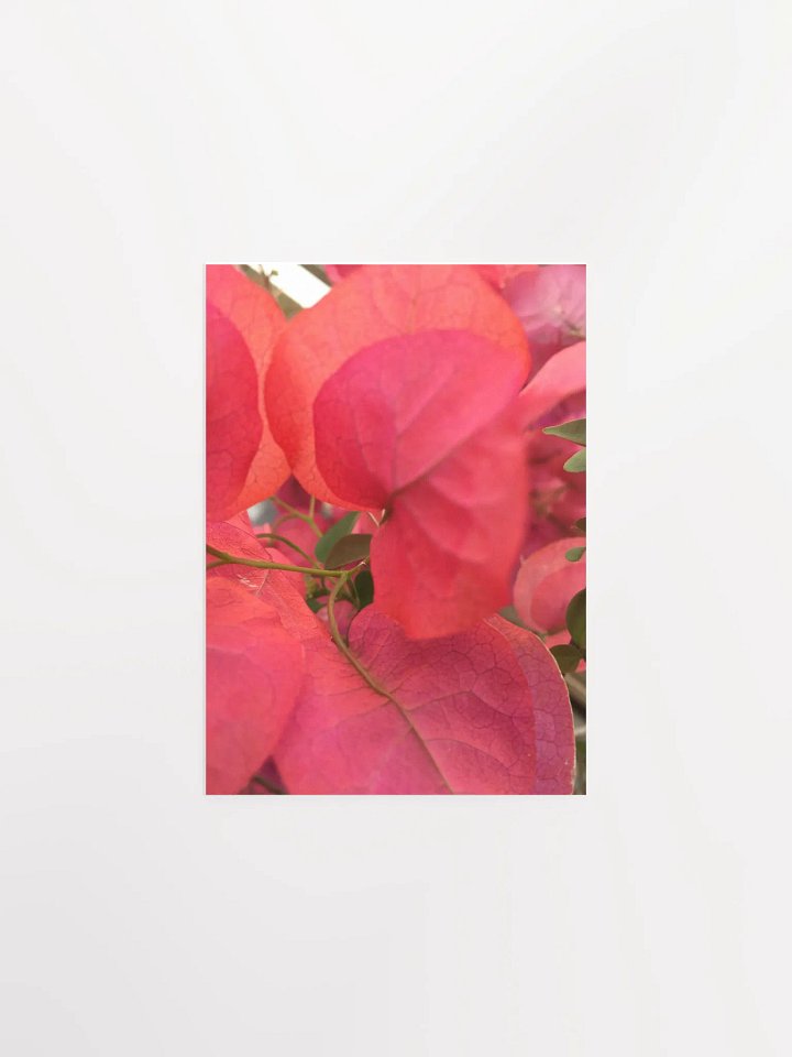 Close- up of Bougainvillea shrub product image (2)