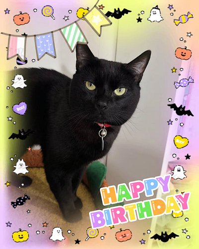 today was mini maury chan's 3rd birthday!  he may be the size of a kitten forever, but he's a big boy at heart!  we gave the ...
