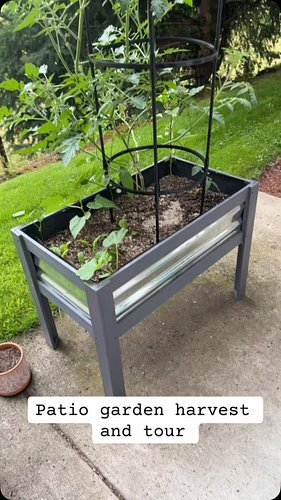 Harvest time! #patiogarden #zone8b #pnwgarden #gardening #harvest