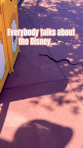 Everybody Talks About Disney Ducks... But Not the Black Racer Snakes  Audrey and I were heading out of Magic Kingdom near the...